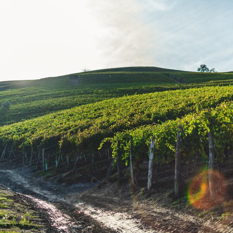 Covid: l’agricoltura italiana è la più importante della UE