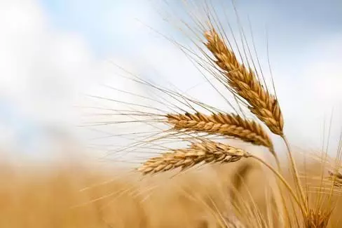 Crisi alimentare su scala globale, lo afferma un’analisi del Boston Consulting Group