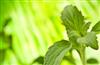 E’ possibile produrre un gelato dolcificato con la stevia?