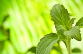 E’ possibile produrre un gelato dolcificato con la stevia?
